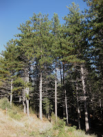 PINA Pinus